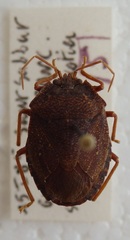 Macropygium reticulare