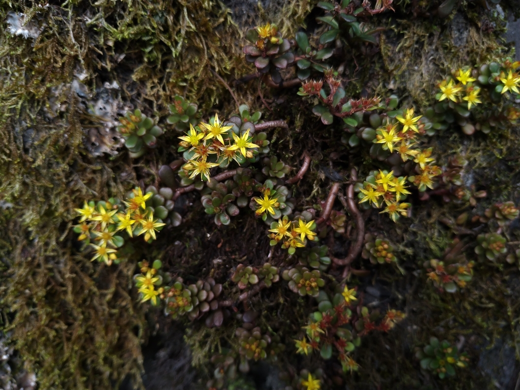 Sedum nokoense
