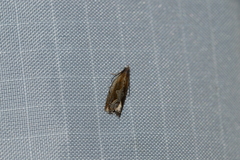 Ancylis diminuatana