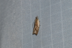 Ancylis diminuatana
