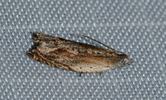 Ancylis diminuatana