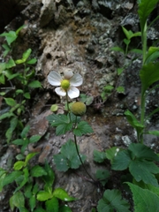 Eriocapitella vitifolia