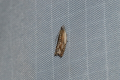 Ancylis diminuatana