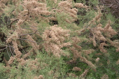 Tamarix laxa