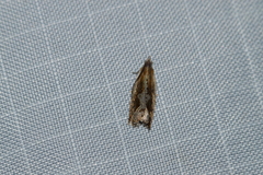 Ancylis diminuatana