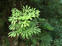 Fatsia polycarpa