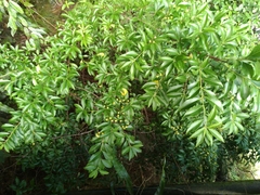 Euonymus carnosus