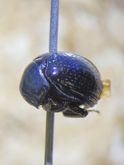 Germarostes globosus