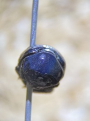 Germarostes globosus