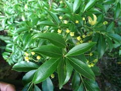 Euonymus carnosus