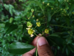 Euonymus carnosus