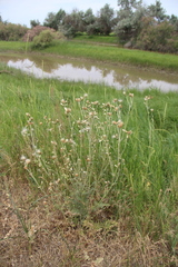 Carduus pycnocephalus cinereus