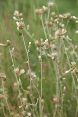 Carduus pycnocephalus cinereus