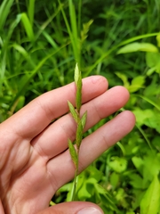 Carex muskingumensis
