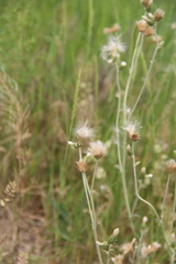 Carduus pycnocephalus cinereus