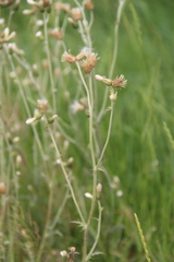 Carduus pycnocephalus cinereus