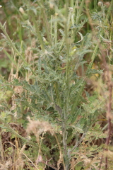 Carduus pycnocephalus cinereus