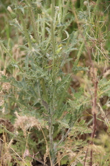 Carduus pycnocephalus cinereus