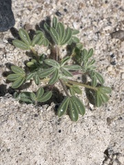 Cleomella obtusifolia