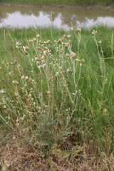 Carduus pycnocephalus cinereus
