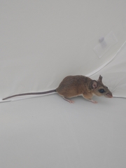 Peromyscus yucatanicus