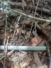 Peromyscus yucatanicus