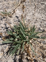 Pyrrocoma racemosa sessiliflora