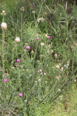 Carduus hamulosus