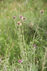 Carduus hamulosus