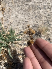 Pyrrocoma racemosa sessiliflora