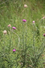 Carduus hamulosus
