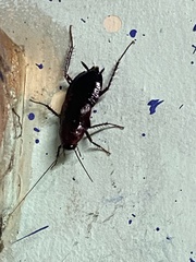Blattinae