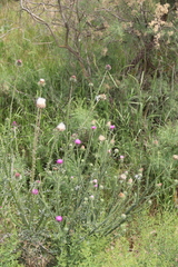 Carduus hamulosus