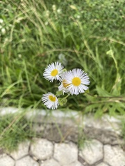 Erigeron annuus