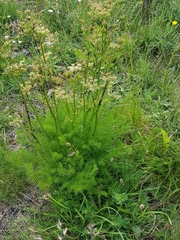 Meum athamanticum