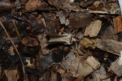 Agrotis volubilis