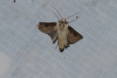 Agrotis volubilis