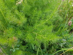 Meum athamanticum
