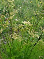 Meum athamanticum