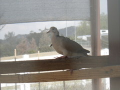 Streptopelia decaocto