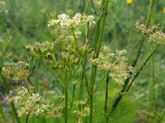 Meum athamanticum