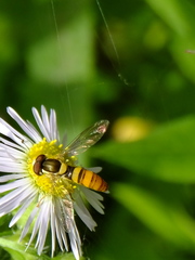 Sphaerophoria indiana