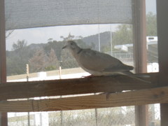 Streptopelia decaocto