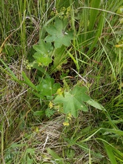 Alchemilla micans