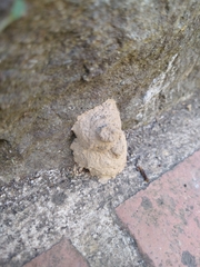 Delta unguiculatum