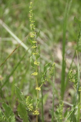 Rumex pulcher pulcher
