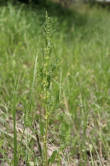 Rumex pulcher pulcher