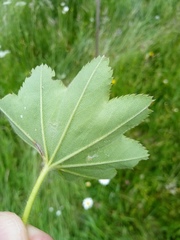 Alchemilla micans
