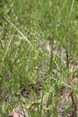 Rumex pulcher pulcher
