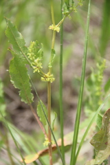 Rumex pulcher pulcher